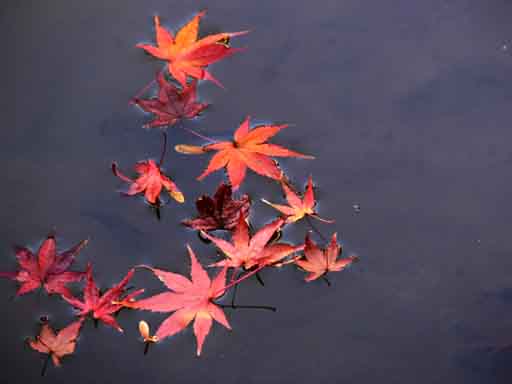 池の紅葉