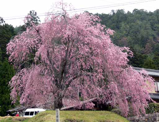 常照皇寺の花１