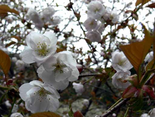 常照皇寺の花３