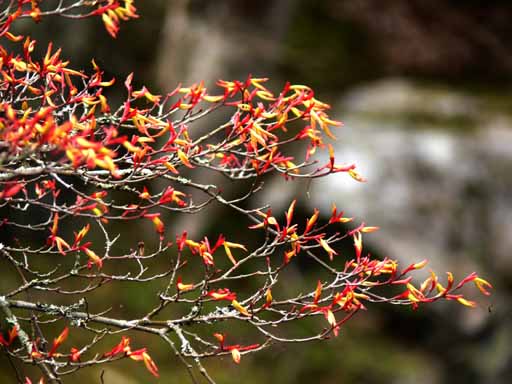 常照皇寺の花６