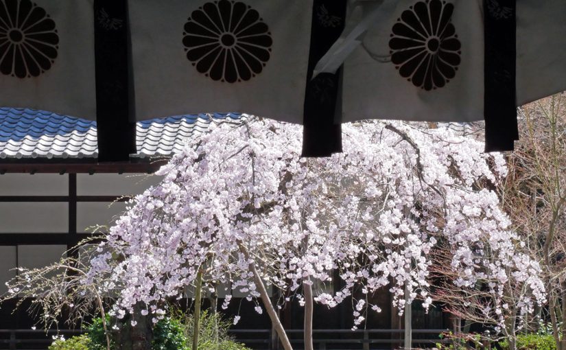 水無瀬神宮　満開の枝垂れ桜