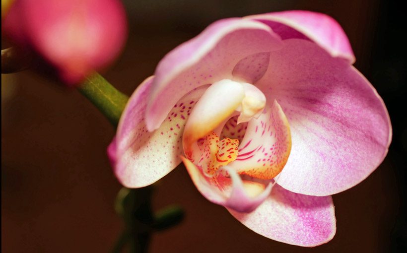 わが家の胡蝶蘭　’１９　開花