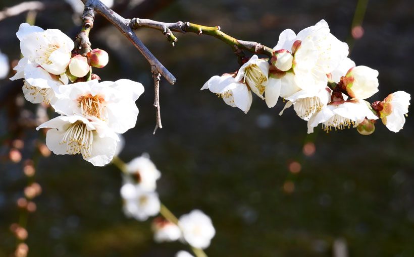 京都　城南宮の梅と椿と