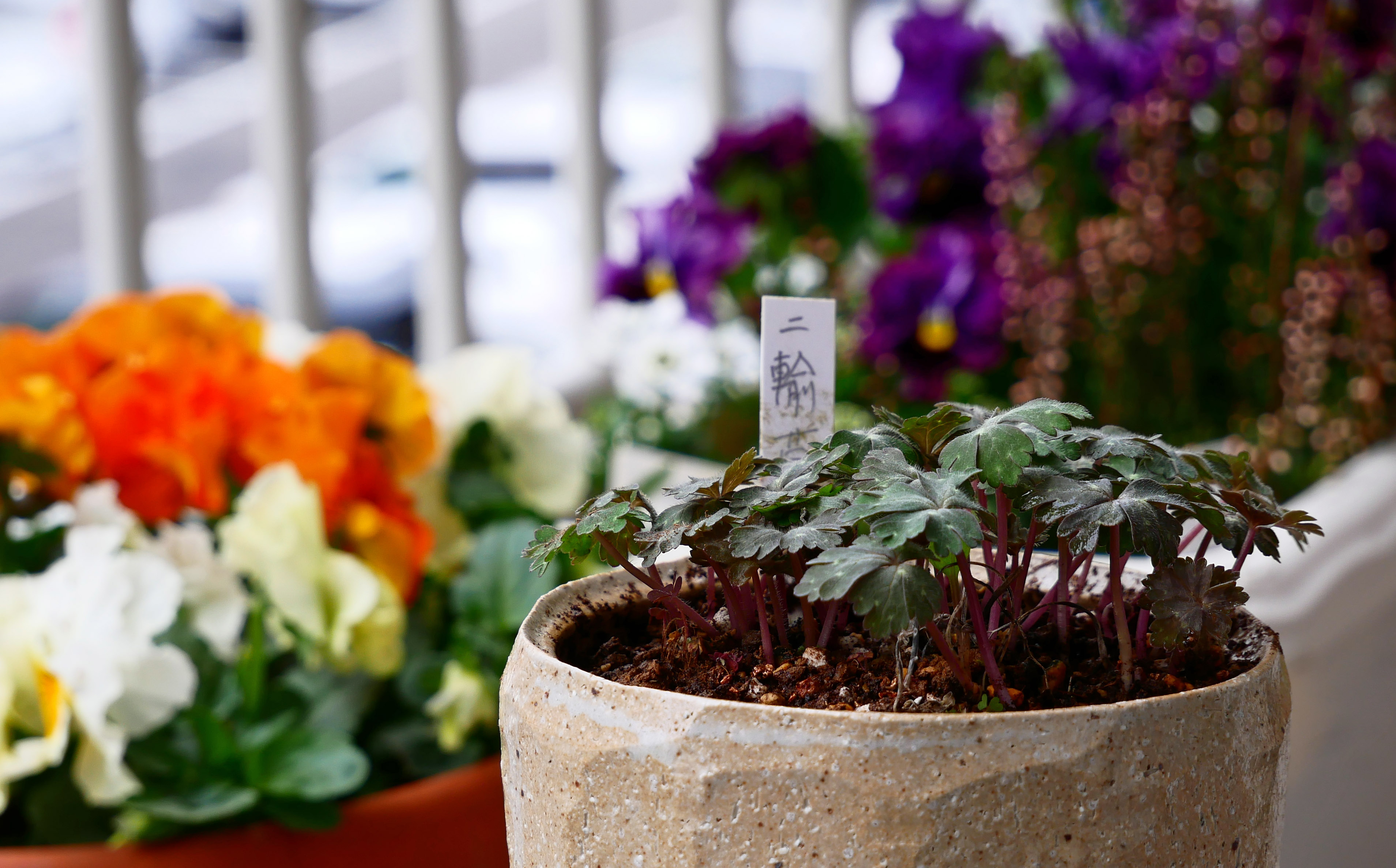 二輪草（ニリンソウ）を植える | 「どたぐつ」をはいて・・・