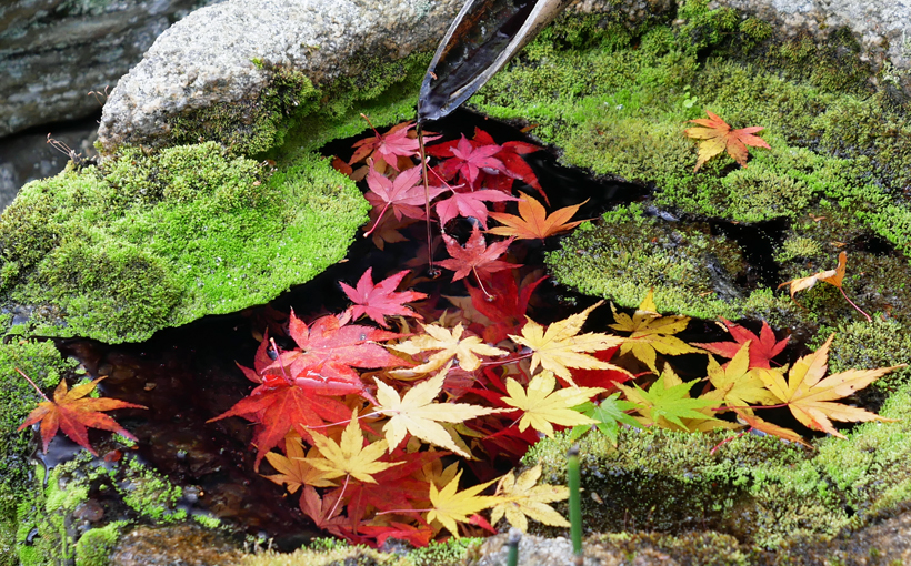 柳谷観音　花手水の中の秋