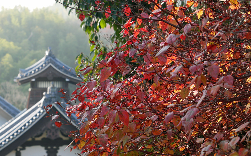 京都・西山　光明寺の枯れ紅葉