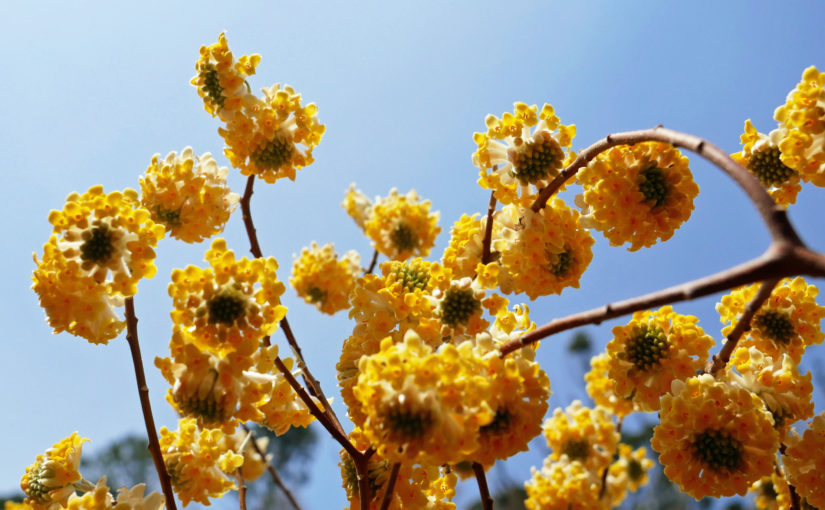天王山に春の香り　黄色いミツマタが満開