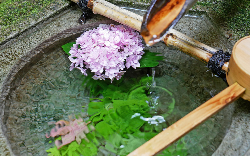 柳谷観音　６月の「花手水」は紫陽花