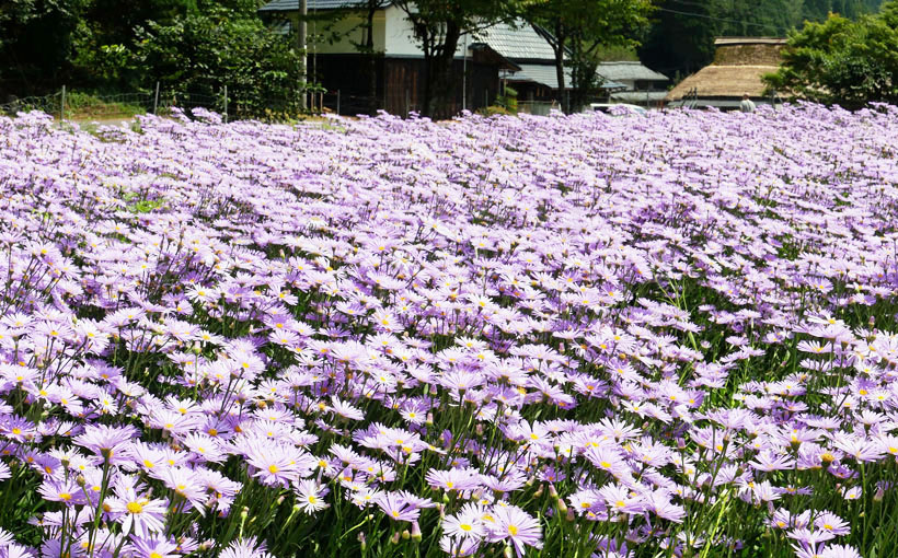 京都・久多　薄紫の海～北山友禅菊を撮る