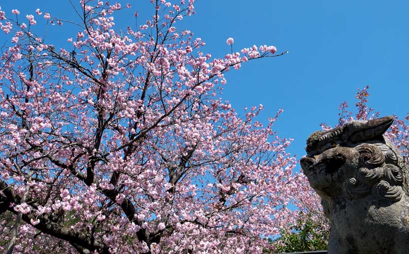 京都・京北　黒田百年桜でシーズン最後の花見
