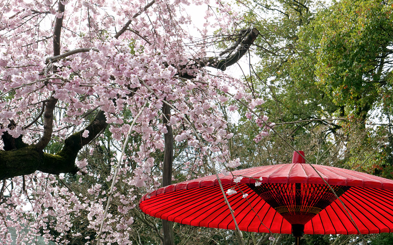 水無瀬神宮　満開近しの枝垂れ桜