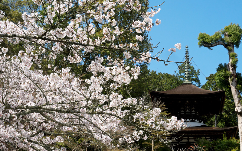 京城勝覧を巡る　第十六日　桜満開の石山寺