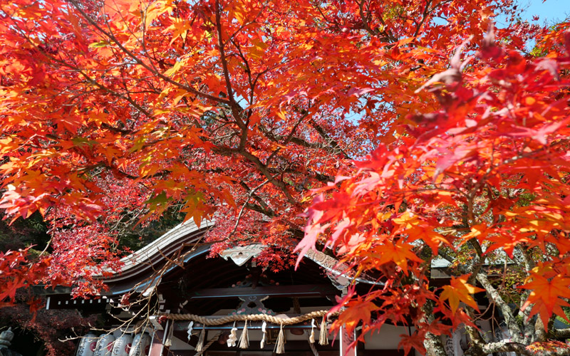 若山神社から尺代　秋 まっ盛り