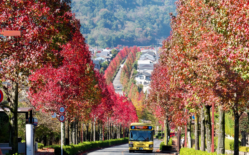 京都・桂坂　モミジバフウの並木道 2022