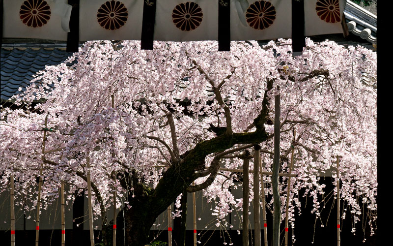 水無瀬神宮　満開の枝垂れ桜