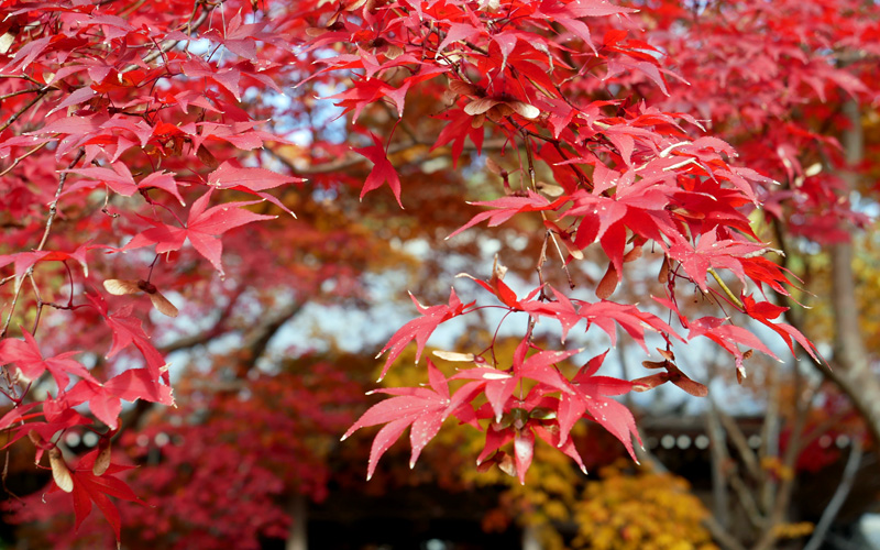 京都・西山　花の寺（勝持寺）の紅葉
