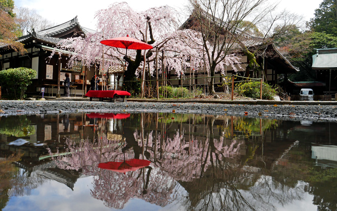 水無瀬神宮　雨上がりの枝垂れ桜