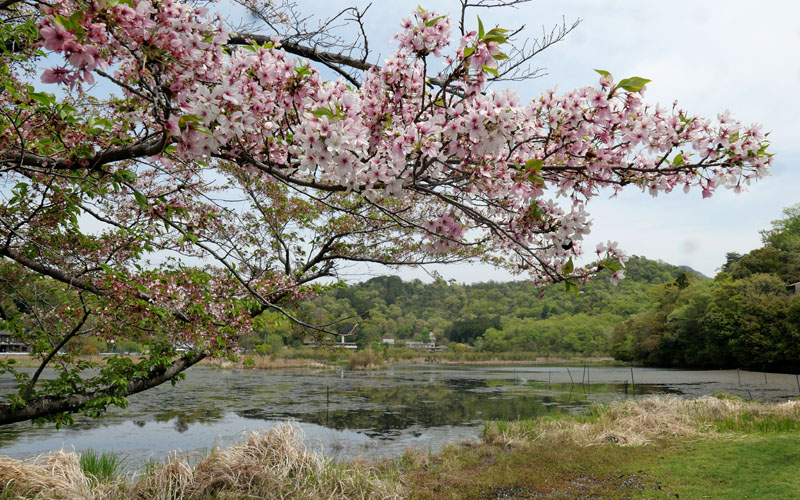 京都を歩く　植物園辺りで「桜」を描く