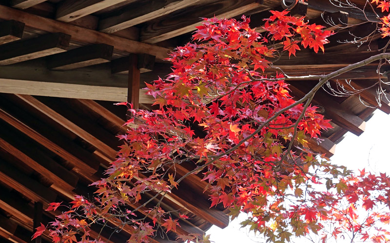 山崎聖天　赤と黄色の競演