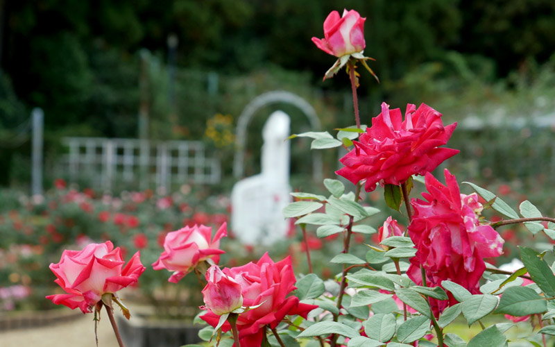 奈良・富雄　霊山寺のバラと紅葉