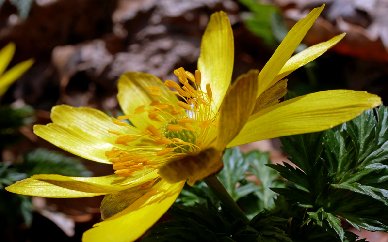 ポンポン山　福寿草咲く春の訪れ　2026