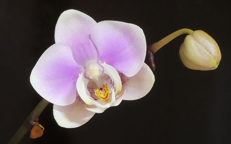 わが家の胡蝶蘭　2026　やっと一輪