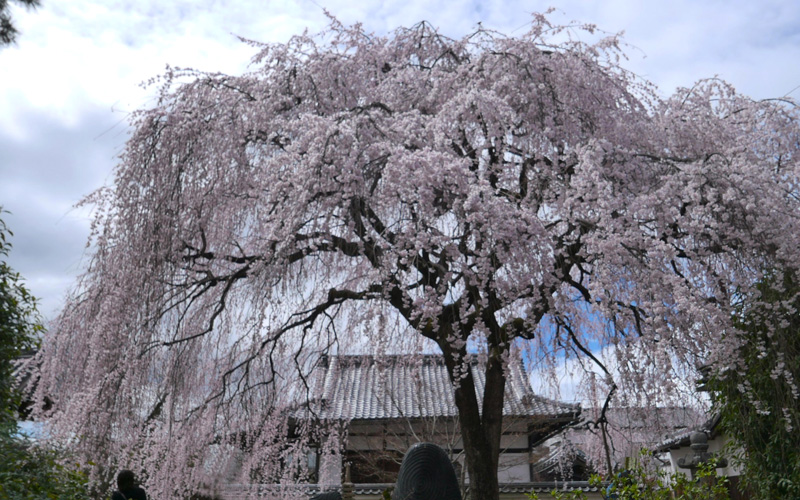 「京童」と歩く　６日目　下鴨神社から革堂、本満寺の枝垂れ桜