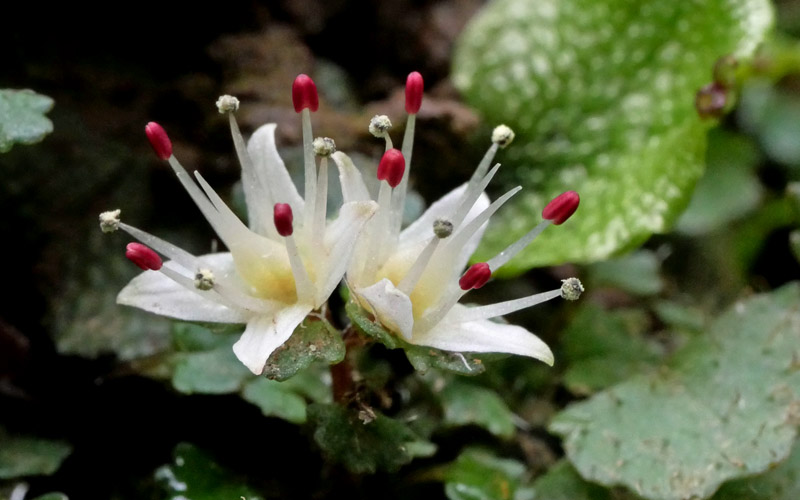 亀岡・花明山植物園　白花猫の目草に会いに