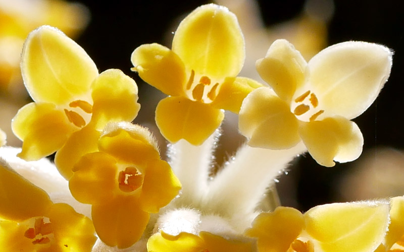 天王山　満開のミツマタ・ロード