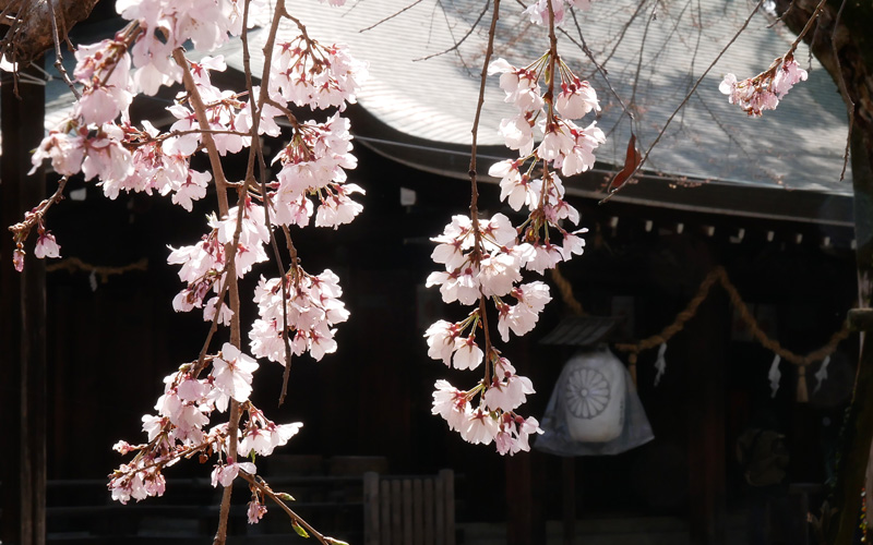 水無瀬神宮　お写ん歩の枝垂れ桜