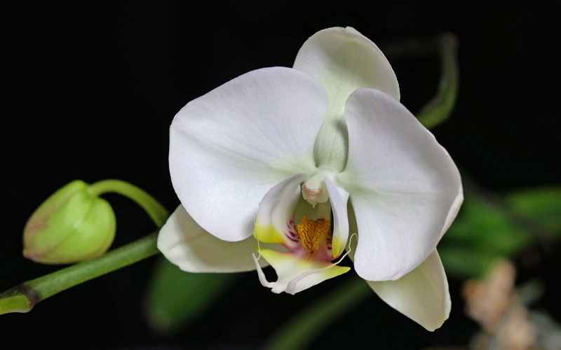 わが家の胡蝶蘭　2026-2　遅れた白い大輪