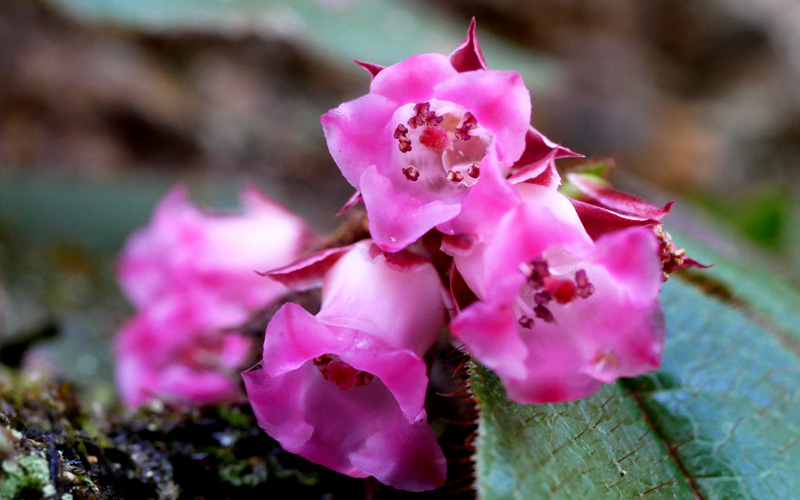 小塩山　イワナシとカタクリの花　2026