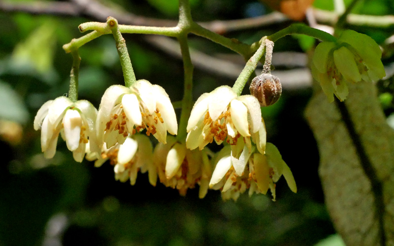 京都を歩く　真如堂の菩提樹の花　ほぼお終い