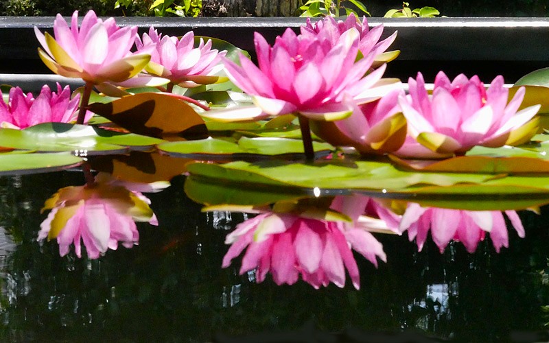 草津市立水生植物公園の「逆さ睡蓮」