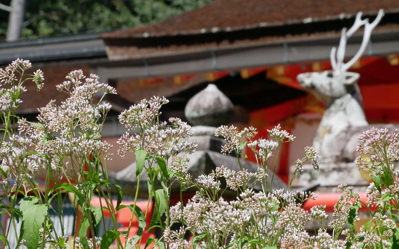 京都・大原野神社　続・フジバカマは咲いたけど⋯