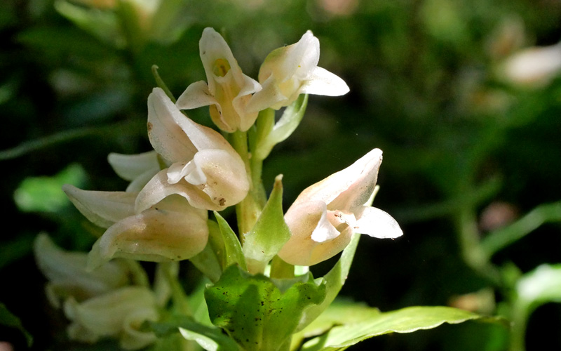 生駒・むろいけ園地　アケボノシュスランと秋の花